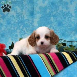 Kory, Cavalier King Charles Mix Puppy